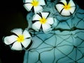 Flowers of plumeria in the reflect water surface Spa concept background