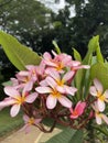 Flowers - Plumeria Rubra (Fragipani)