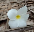 flowers ,plumeria, temple flower, panchapani, aralia Royalty Free Stock Photo