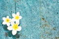 Flowers of plumeria in the turquoise water surface. Water fluctuations copy-space. Spa concept background