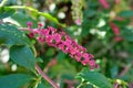 Flowers of the Pokeweed berries Phytolacca americana