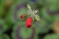 Flowers of Polish gardens. Pelargonium Geranium bud. Royalty Free Stock Photo