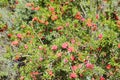 The flowers of the pomegranat.