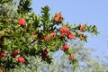 The flowers of the pomegranat. Royalty Free Stock Photo