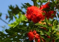 The flowers of the pomegranat. Royalty Free Stock Photo