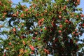 The flowers of the pomegranat.