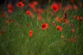 Flowers poppies field colors nature meadow green red summer plan Royalty Free Stock Photo