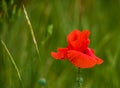 Flowers poppies field colors nature meadow green red summer plan Royalty Free Stock Photo