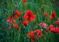 Flowers poppies field colors nature meadow green red summer plan Royalty Free Stock Photo