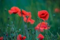 Flowers poppies field colors nature meadow green red summer plan Royalty Free Stock Photo