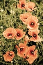 Vintage floral artistic picture of red poppies in meadow