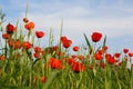 Flowers poppy field ladscape meadow