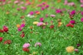 Flowers Portulaca oleracea