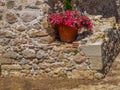 Flowers in a pot on the backdrop of ancient stone wall Royalty Free Stock Photo