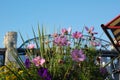 Flowers in a pot in front of a bridge