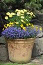 Flowers in pot in the garden