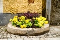 Flowers in a pot