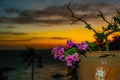 Flowers in pot. Sunset, Apo island, Philippines. Royalty Free Stock Photo