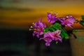 Flowers in pot. Sunset, Apo island, Philippines.