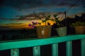 Flowers in pot. Sunset, Apo island, Philippines. Royalty Free Stock Photo