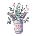 Flowers in a pot. Watercolor illustration for spring, Valentine`s Day.