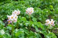 The flowers of potato in bloom on a garden against a background of green foliage Royalty Free Stock Photo