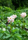 The flowers of potato in bloom on a garden against a background of green foliage Royalty Free Stock Photo