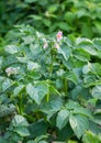 The flowers of potato in bloom on a garden against a background of green foliage Royalty Free Stock Photo