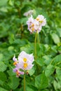 The flowers of potato in bloom on a garden against a background of green foliage Royalty Free Stock Photo
