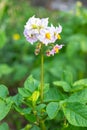 The flowers of potato in bloom on a garden against a background of green foliage Royalty Free Stock Photo