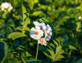 The flowers of potato in bloom on a garden against a background of green foliage Royalty Free Stock Photo