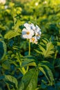 The flowers of potato in bloom on a garden against a background of green foliage Royalty Free Stock Photo