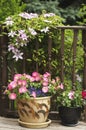 Flowers in pots on a backyard patio Royalty Free Stock Photo