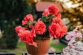 flowers in pots , colorful flowers pots