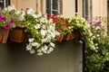 Flowers in pots decorate the wall Royalty Free Stock Photo