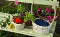 Flowers in pots, flower bunch and basket with ripe blue haskap berry on the bench Royalty Free Stock Photo