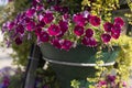 Flowers in pots. Flowerbed in park. Flowers in summer Royalty Free Stock Photo