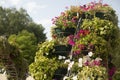 Flowers in pots. Flowerbed in park. Flowers in summer Royalty Free Stock Photo