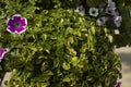 Flowers in pots. Flowerbed in park. Flowers in summer