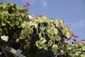 Flowers in pots. Flowerbed in park. Flowers in summer