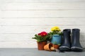 Flowers in pots and gardening tools on background, space for text