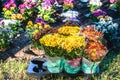 Flowers in pots near garden ready to be planted Royalty Free Stock Photo