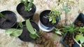 Flowers in pots. Reproduction of indoor plants. Transplanting young cuttings of flowering bushes into separate containers with