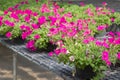 Flowers in pots on sale in plants nursery