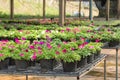 Flowers in pots on sale in plants nursery