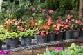 Flowers in pots on sale in plants nursery