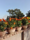 The flowers pots on wall .the flowers are orange and yellow clours. Royalty Free Stock Photo