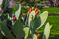 Flowers On Prickly Pear Cactus Royalty Free Stock Photo