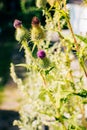 Flowers of prickly tartar in field, selective focus