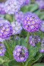 Flowers Primula denticulate Royalty Free Stock Photo